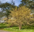 Cornelian Cherry Dogwood (Cornus 'Mas') - 3 gallon 24"