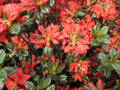 Stewartstonian Azalea (Azalea x 'Stewartstonian') - 1 gallon