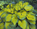 Old Glory Plantain Lily (Hosta 'Old Glory') - 1 gallon