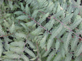 Burgundy Lace Painted Fern (Athyrium niponicum 'Burgundy Lace') - 1 gallon