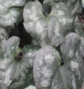 Chinese Wild Ginger (Asarum splendens) - 1 gallon