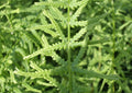 Lady Fern Dre's Dagger (Athyrium filix-femina 'Dre's Dagger') - 1 gallon