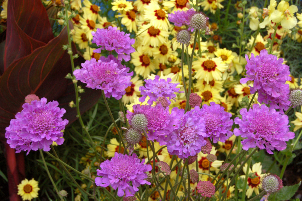 Violet Blue Pincushion Flower (Scabiosa vivid 'Vivid Violet') - 1 gallon