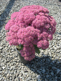 Mr. Goodbud Stonecrop (Sedum x 'Mr. Goodbud') - 1 gallon