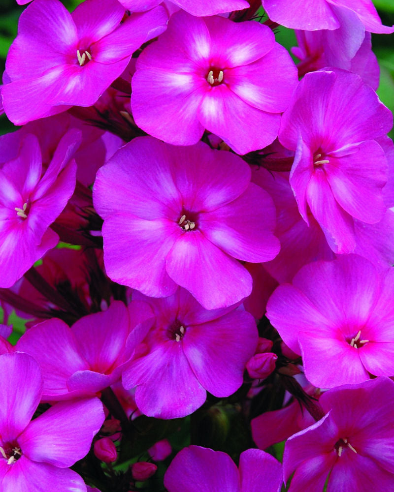 Bubblegum Pink™ Phlox (Phlox paniculata 'Ditomfra') - 1 gallon