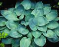 Prairie Skies Plantain Lily (Hosta prairie 'Prairie Skies') - 1 gallon