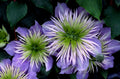 Crystal Fountain™ Clematis (Clematis crystal 'Crystal Fountain') - 1 gallon
