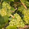 Lakemont Grape (Vitis lakemont 'Lakemont') - 1 gallon