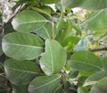 Blackhaw Viburnum (Viburnum prunifolium) - 3 gallon 15"