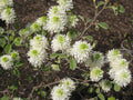 Dwarf Fothergilla (Fothergilla gardenii) - 2 gallon
