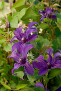 Sapphire Indigo™ Clematis (Clematis sapphire 'Cleminov51') - 1 gallon
