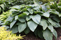 Shadowland® 'Empress Wu' Hosta (Hosta empress 'Empress Wu') - 1 gallon