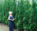 Full Speed A Hedge® American Pillar Arborvitae (Thuja occidentalis 'American Pillar') - 3 gallon 42"