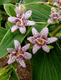 Toad Lily (Tricyrtis formosana 'Samurai') - 1 gallon