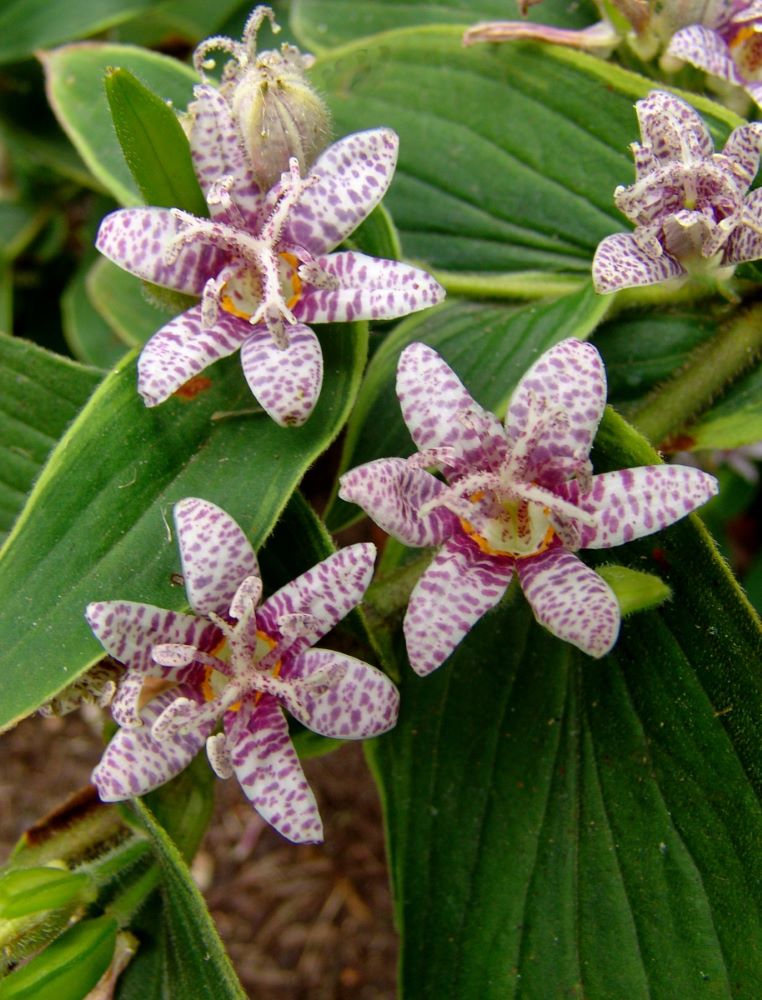 Toad Lily (Tricyrtis formosana 'Samurai') - 1 gallon