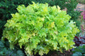 Lime Marmalade Coral Bells (Heuchera lime 'Marmalade') - 1 gallon