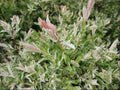 Dappled Willow (Salix integra 'Hakuro Nishiki') - 1 gallon 24"
