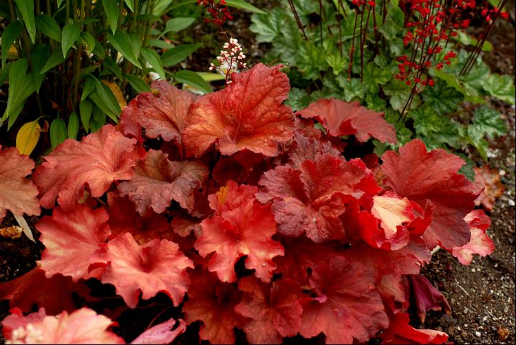 Rio Coral Bells (Heuchera 'Rio') - 1 gallon