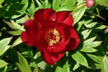 Scarlet Heaven Itoh Peony (Paeonia 'I Scarlet Heaven (Scarlet)') - 2 gallon