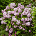 Raspberry Sundae Deutzia (Deutzia 'Raspberry Sundae') - 1 gallon