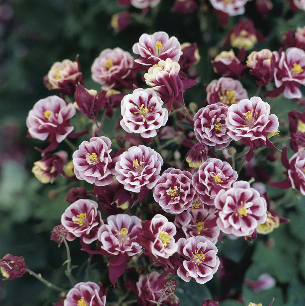 Winky Double Red & White Columbine (Aquilegia 'Winky Dbl Red & White') - 1 gallon