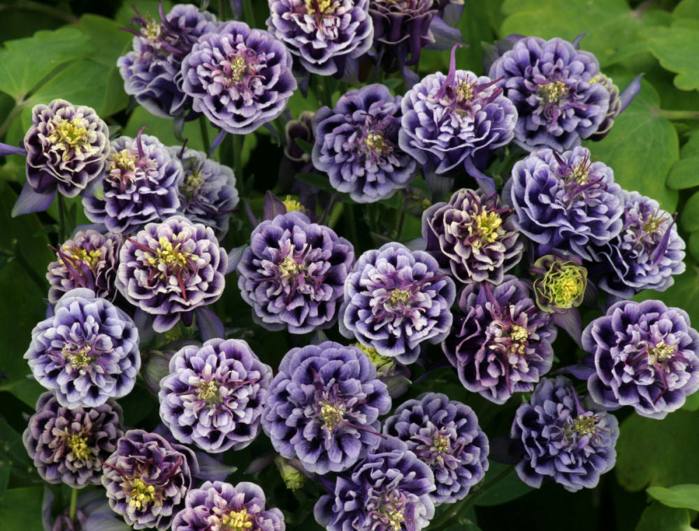 Winky Double Blue & White Columbine (Aquilegia 'Winky Dbl Dark Blue & White') - 1 gallon