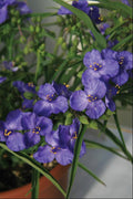 Amethyst Kiss™ Spiderwort (Tradescantia amethyst 'Kiss') - 1 gallon