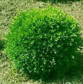 Franklin's Gem Boxwood (Buxus microphylla 'Franklin's Gem') - 2 gallon 10"