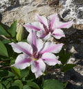 Ithemba™ Clematis (Clematis ithemba) - half gallon