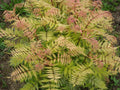 Dwarf Falsespirea (Sorbaria sorbifolia 'Sem') - 3 gallon 15"