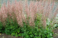 Champagne Bubbles Coral Bells (Heuchera champagne) - 1 gallon