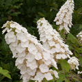Gatsby Gal® Oakleaf Hydrangea (Hydrangea quercifolia 'Gatsby Gal') - 3 gallon