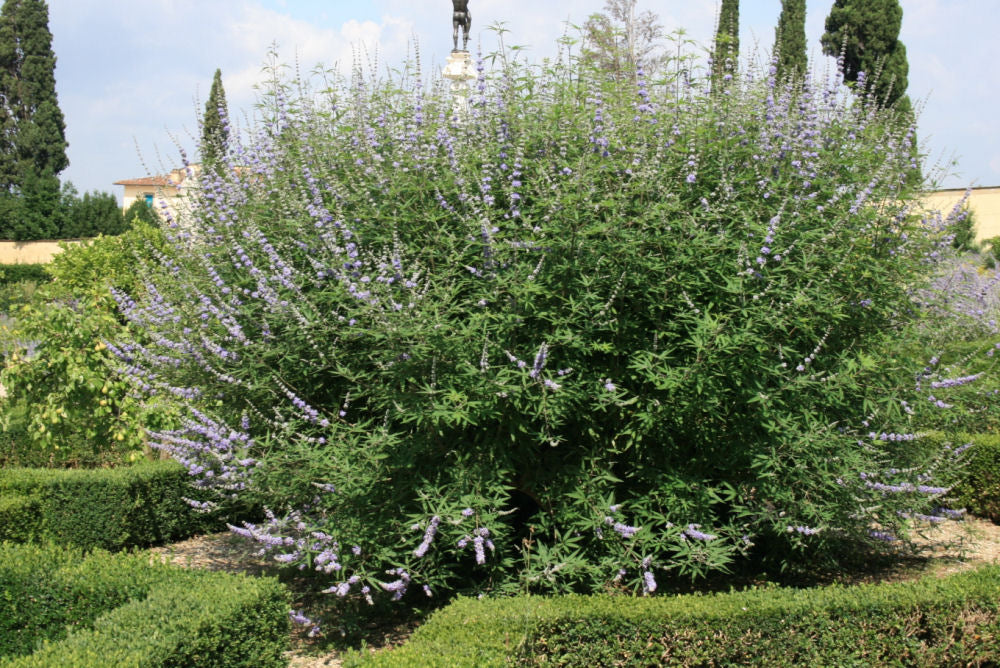 Chastetree/ Monk's Pepper (Vitex agnus castus 'Agnus-Castus') - 1 gallon