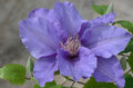 Sacha™ Clematis (Clematis sacha) - half gallon