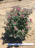 Double Play® Red Spirea (Spiraea JAP 'Dbl Play Red') - 1 gallon