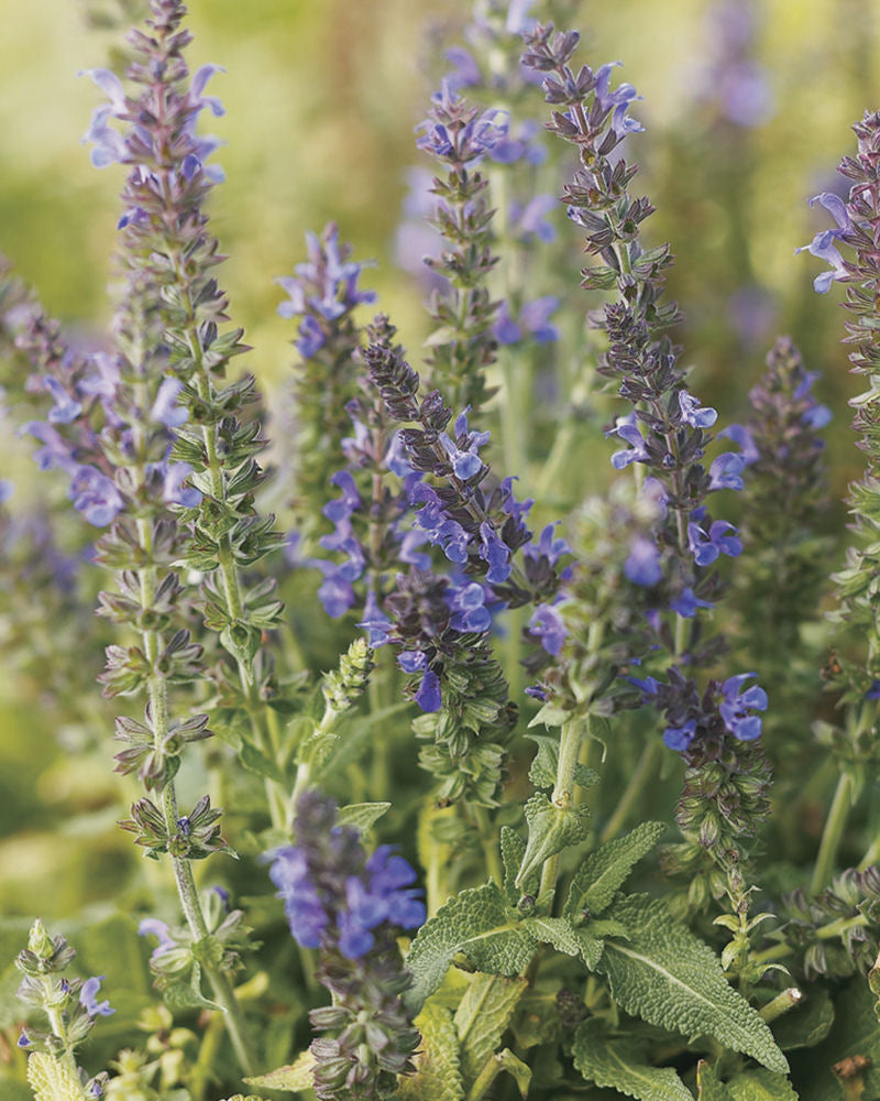Marcus™ Meadow Sage (Salvia x 'Marcus') - QT