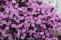 Creeping Thyme (Thymus serpyllum 'Coccineus') - QT