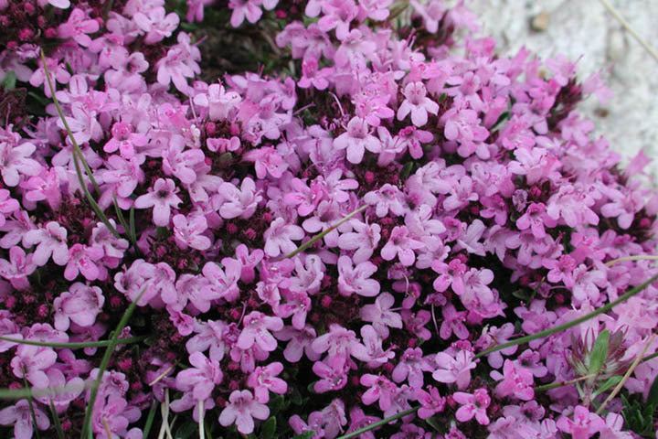 Creeping Thyme (Thymus serpyllum 'Coccineus') - QT