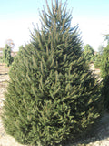 Norway Spruce (Picea abies) - 2 gallon 18"