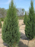 Skyrocket Juniper (Juniperus scopulorum 'Skyrocket') - 1 gallon 8"