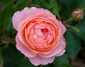 Calypso Rose (Rosa E.E 'Calypso') - 2 gallon
