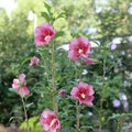 Red Pillar® Rose of Sharon (Hibiscus syriacus 'Red Pillar') - 1 gallon