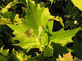 Exclamation!™ London Plane Tree (Platanus A 'Exclamation') - 3 gallon