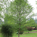 City Slicker® River Birch (Betula nigra 'City Slicker') - 3 gallon