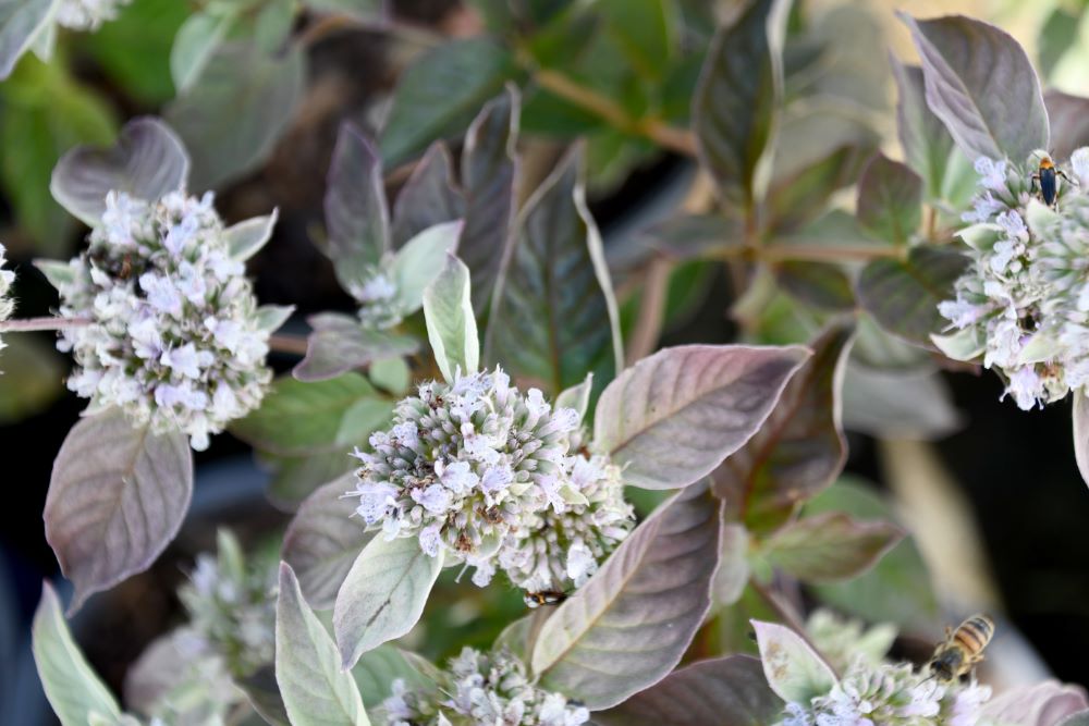 Smokey Mountain Mint (Pycnanthemum x 'Smokey Mountain Mint') - 1 gallon