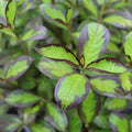 Vinho Verde® Weigela (Weigela florida 'Vinho Verde') - 1 gallon