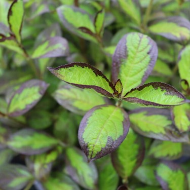 Vinho Verde® Weigela (Weigela florida 'Vinho Verde') - 1 gallon