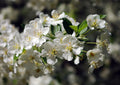 Sargent Crabapple (Malus sargentii) - 3 gallon 48"