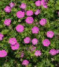 Max Frei Cranesbill (Geranium sanguineum 'Max Frei') - QT
