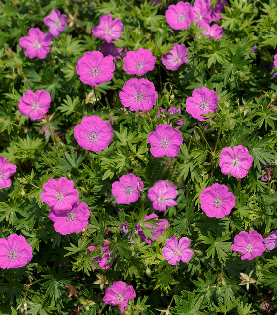 Max Frei Cranesbill (Geranium sanguineum 'Max Frei') - QT